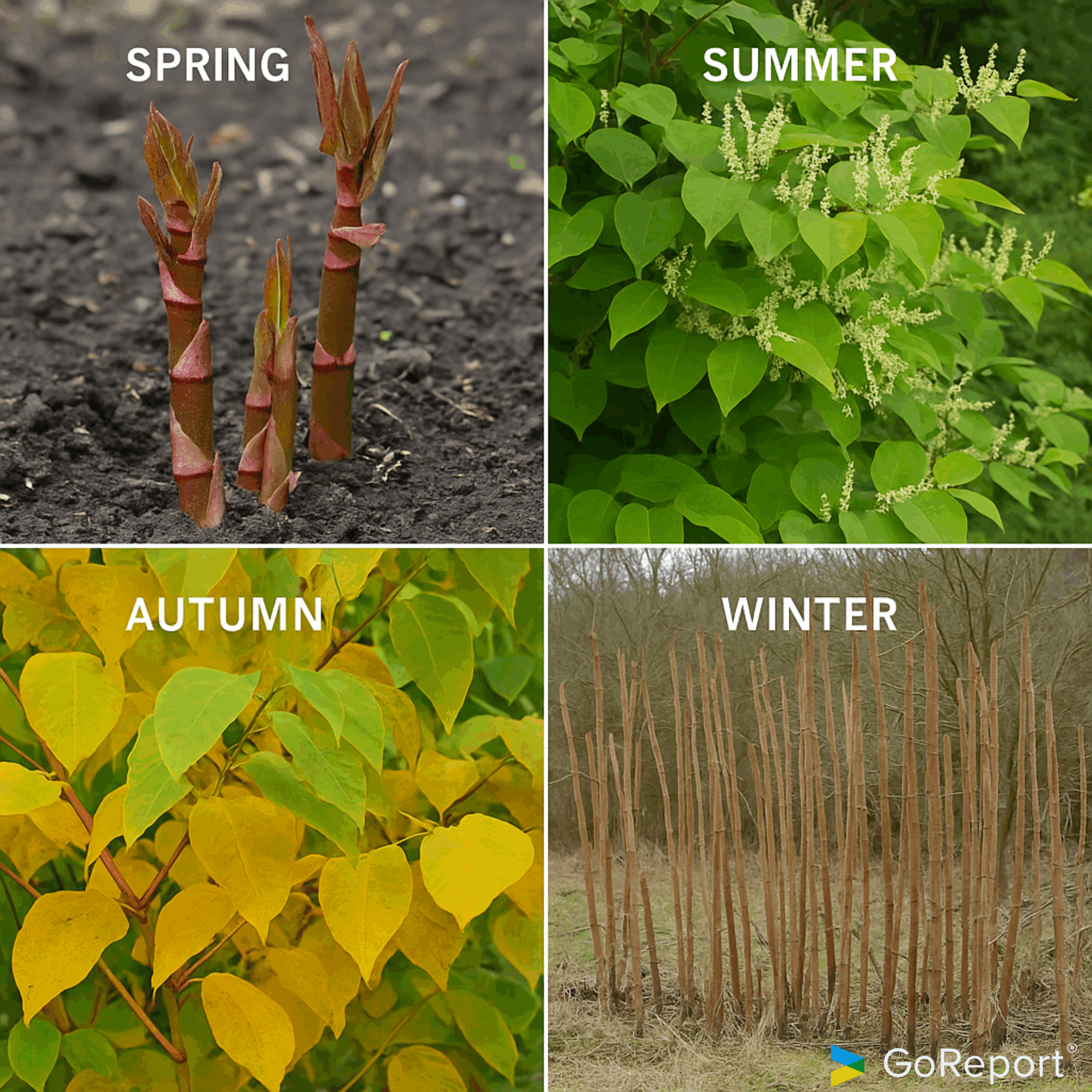 Japanese Knotweed Identifiction